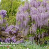 Wisteria floribunda 