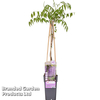 Wisteria floribunda 