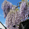 Wisteria sinensis 