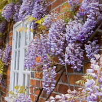 Wisteria sinensis 