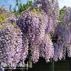 Wisteria sinensis 