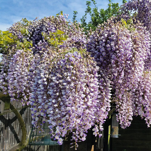 Wisteria sinensis 