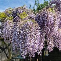 Wisteria sinensis 