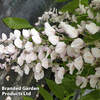 Wisteria sinensis 