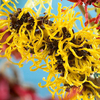 Witch Hazel 