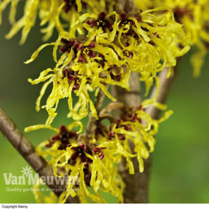 Witch Hazel 