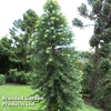 Wollemia nobilis