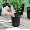 Wooden Plant Labels