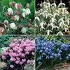 Woodland Garden Collection - 80 bulbs