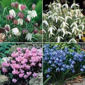 Woodland Garden Collection - 80 bulbs