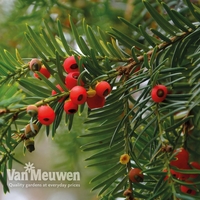 Yew Hedging