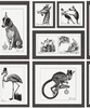 Albany Wallpapers Mad Dogs,  97920