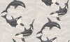 Albany Wallpapers Orca,  30053-1