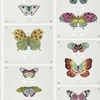 Albany Wallpapers Papillo Multi,  97800