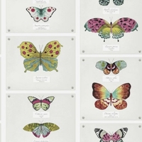 Albany Wallpapers Papillo Multi,  97800