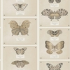 Albany Wallpapers Papillo Neutral,  97801