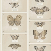 Albany Wallpapers Papillo Neutral,  97801