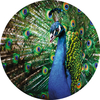 Anaglypta Mural Beautiful Peacock Set of 3 panels 5490-R
