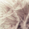 Anaglypta Mural Dandelion 5516-4