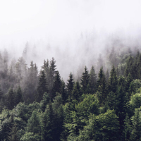 Anaglypta Mural Forest Mist Set of 8 panels 5433-8