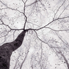 Anaglypta Mural Inside the Trees Set of 4 panels 5413-4