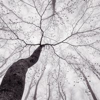 Anaglypta Mural Inside the Trees Set of 8 panels 5413-8