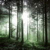 Anaglypta Mural Sun Rays Set of 8 panels 5181-8