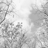 Anaglypta Mural Tree Tops Set of 4 panels 5434-4