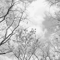 Anaglypta Mural Tree Tops Set of 8 panels 5434-8