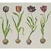 Andrew Martin Mural Tulips Mural TULIPS