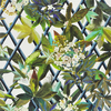 Christian Lacroix Wallpaper Canopy PCL661/07