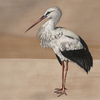 Coordonne Mural Stork Mother 9500301