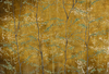 Coordonne Mural Woods 7800998