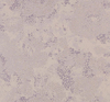 Designers Guild Wallpapers Udyana,  PDG643/08