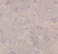 Designers Guild Wallpapers Udyana,  PDG643/08