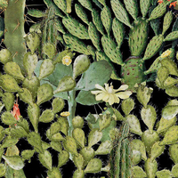 Mind the Gap Mural Opuntia WP20165