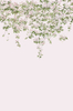 Sian Zeng Mural Classic Clematis Mural CLEMP