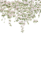 Sian Zeng Mural Classic Clematis Mural CLEMW