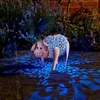 Solar Silhouette Delilah Pig