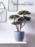 Faux Potted Echeveria