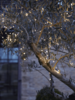 Naked Wire Lights 10m Battery