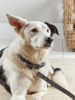 Navy Leather Dog Collar - Small
