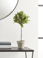 NEW Faux Potted Bay Tree - Small
