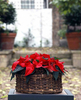 Large Poinsettia Basket