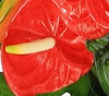 Luxury Tropical Flower Arrangement