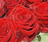 Red Rose Cube