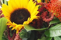 Sunflowers and Pins